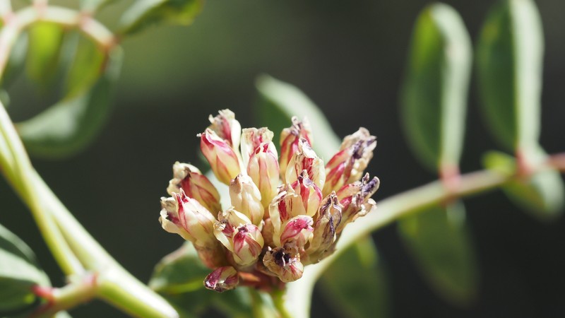 Hosackia crassifolia var. crassifolia photo 3