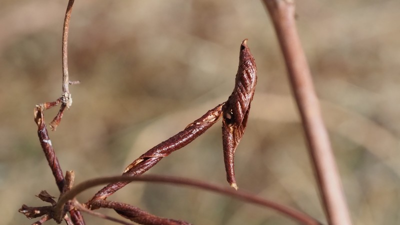Hosackia crassifolia var. crassifolia photo 4