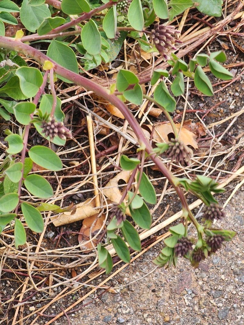 Hosackia crassifolia var. crassifolia photo 5