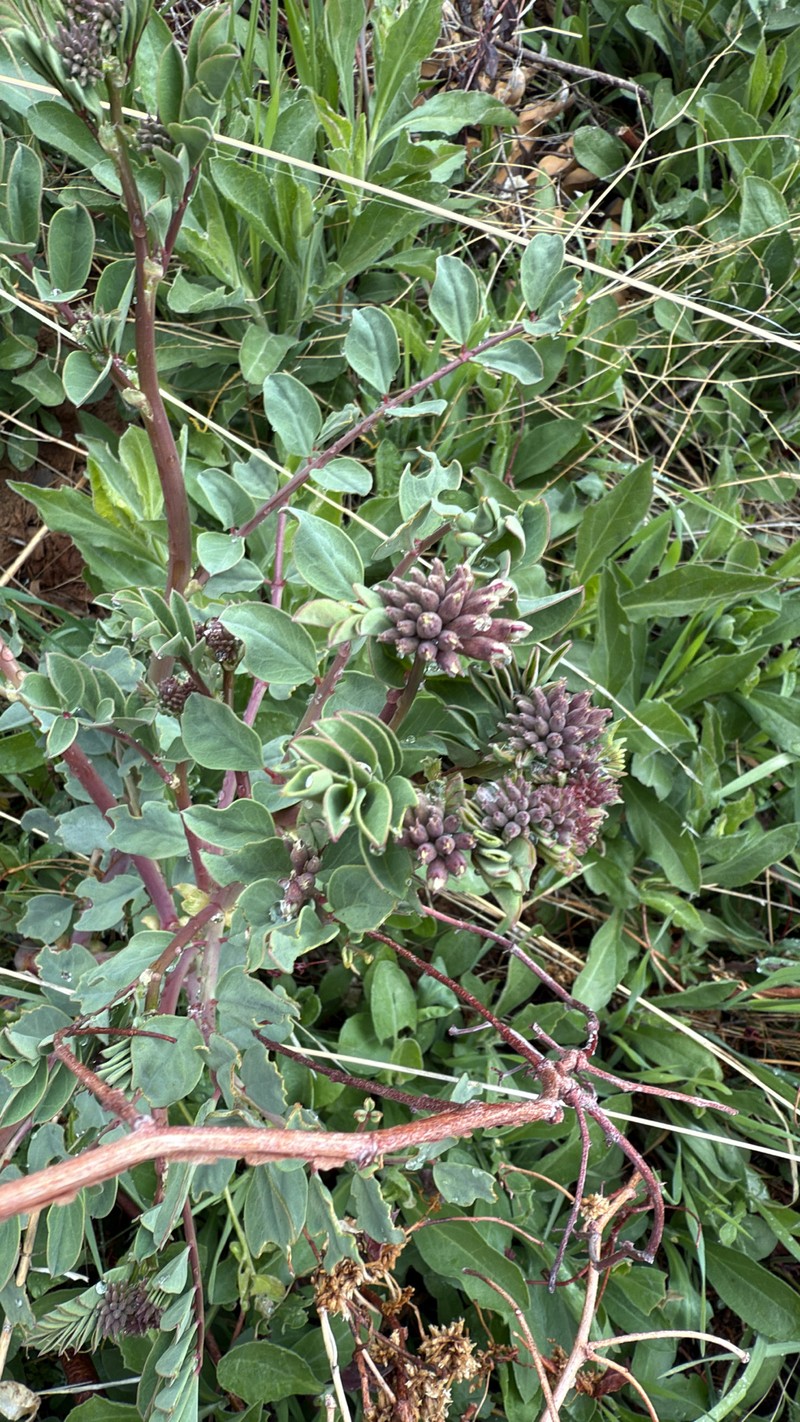 Hosackia crassifolia var. crassifolia photo 6