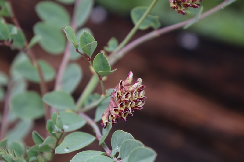 Hosackia crassifolia var. crassifolia photo 7