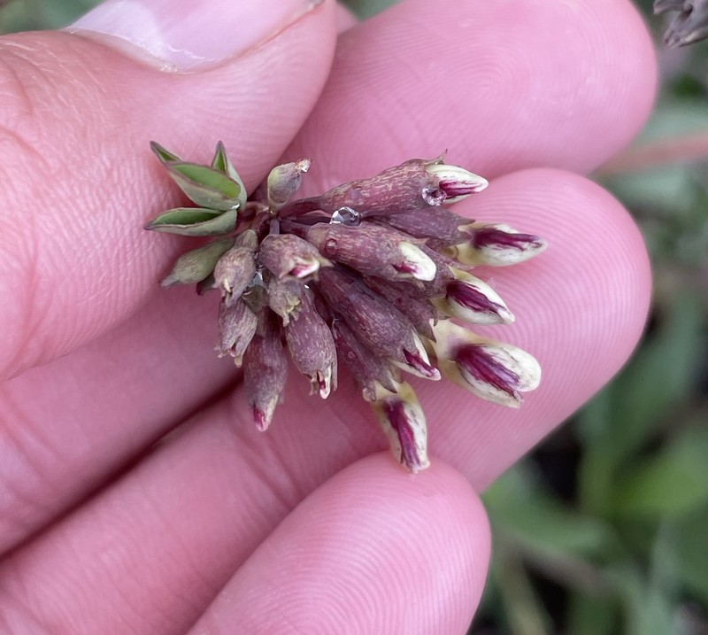 Hosackia crassifolia var. crassifolia photo 8