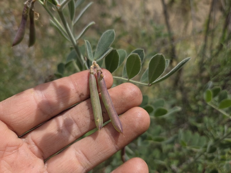 Hosackia crassifolia var. otayensis