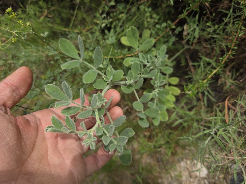 Hosackia crassifolia var. otayensis photo 2