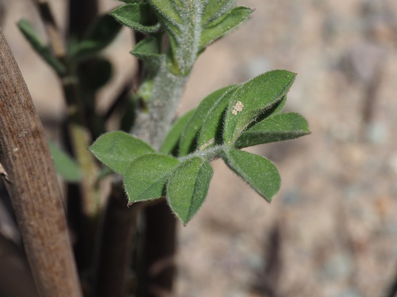 Hosackia crassifolia var. otayensis photo 3