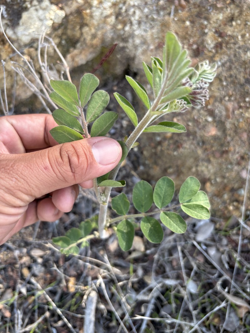 Hosackia crassifolia var. otayensis photo 4