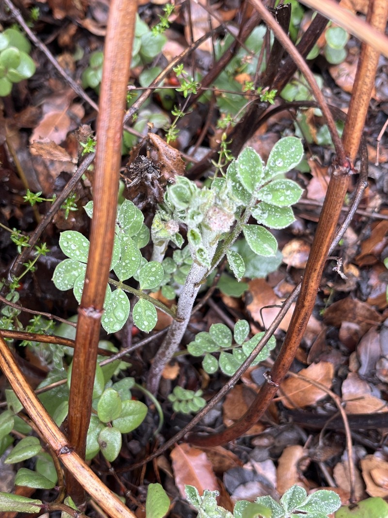 Hosackia crassifolia var. otayensis photo 5