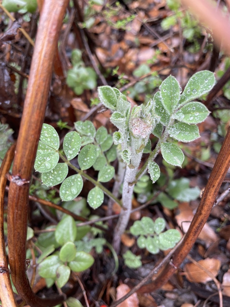 Hosackia crassifolia var. otayensis photo 6