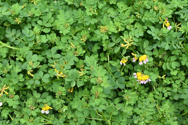 Seaside Bird's-Foot Trefoil