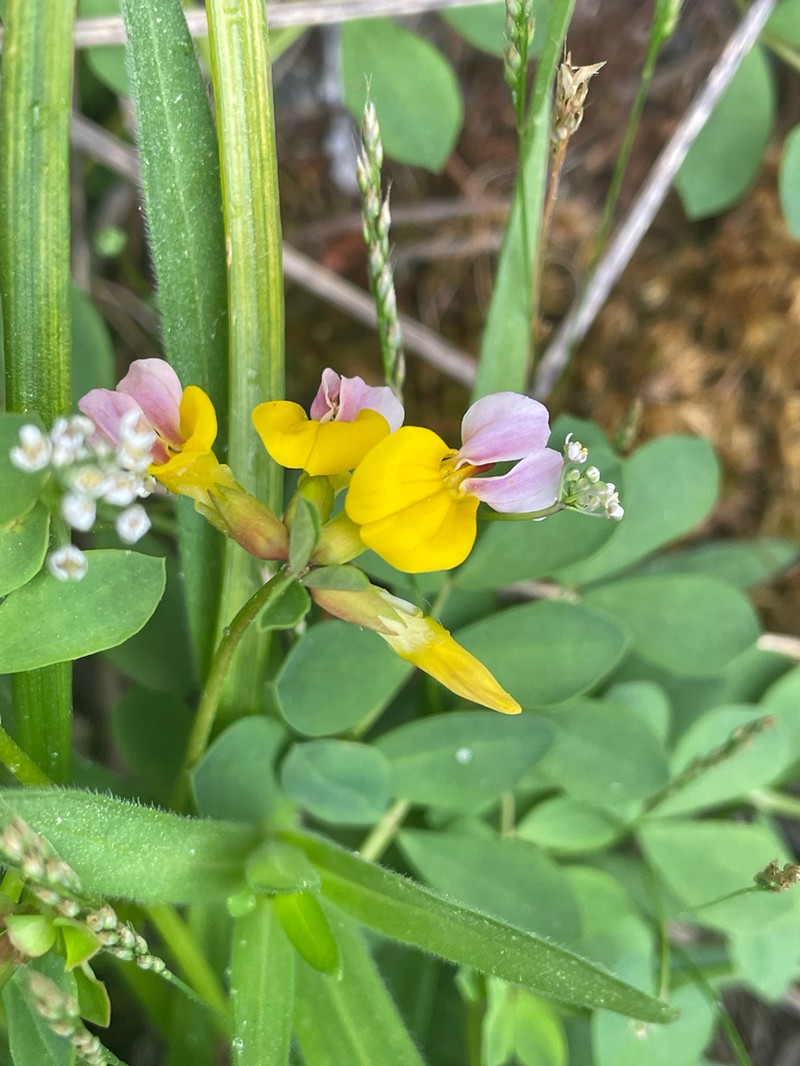 Seaside Bird's-Foot Trefoil photo 2