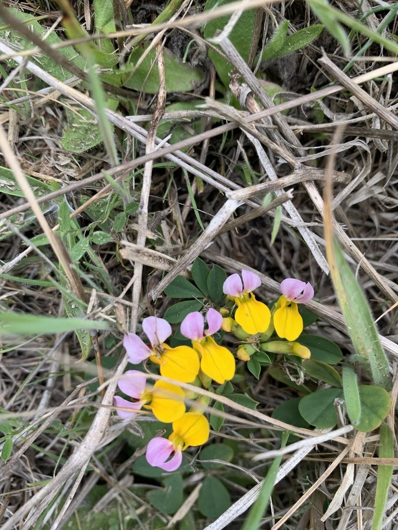 Seaside Bird's-Foot Trefoil photo 3