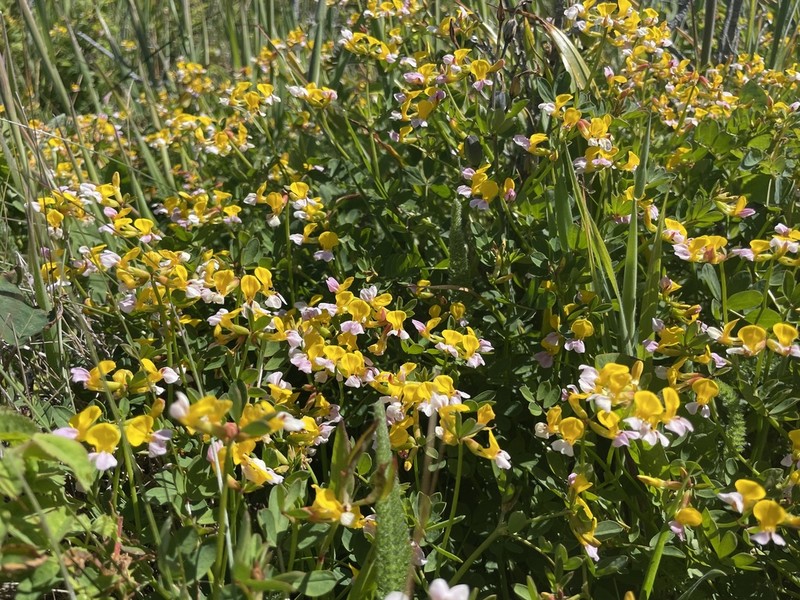 Seaside Bird's-Foot Trefoil photo 4