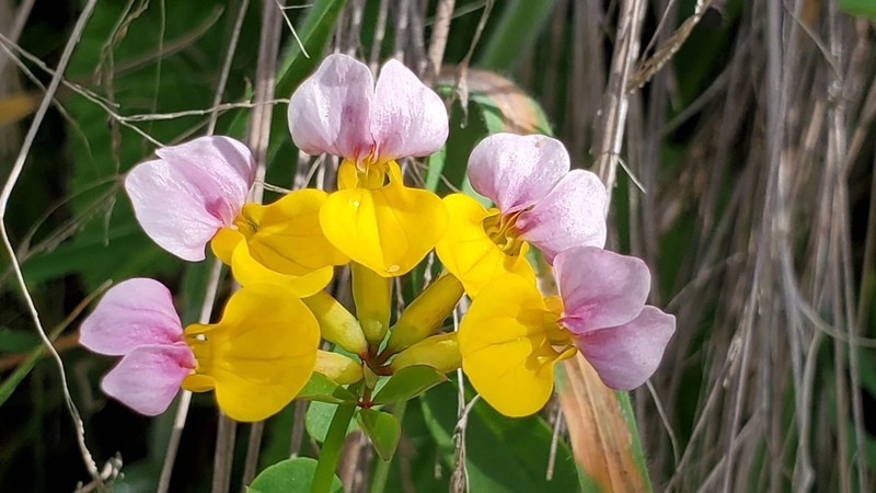 Seaside Bird's-Foot Trefoil photo 5