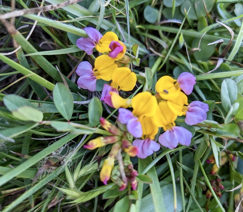 Seaside Bird's-Foot Trefoil photo 6