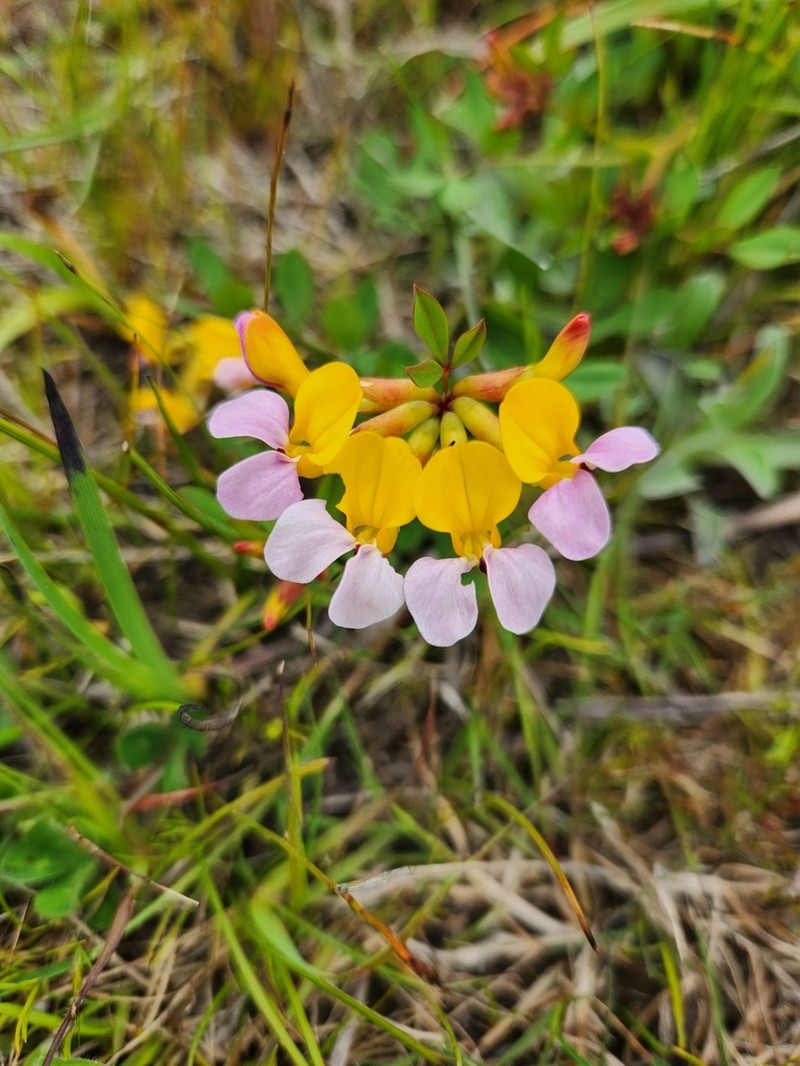 Seaside Bird's-Foot Trefoil photo 7