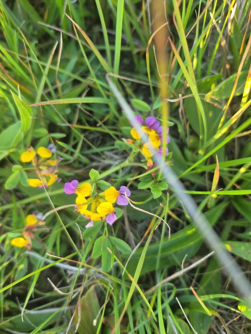 Seaside Bird's-Foot Trefoil photo 8