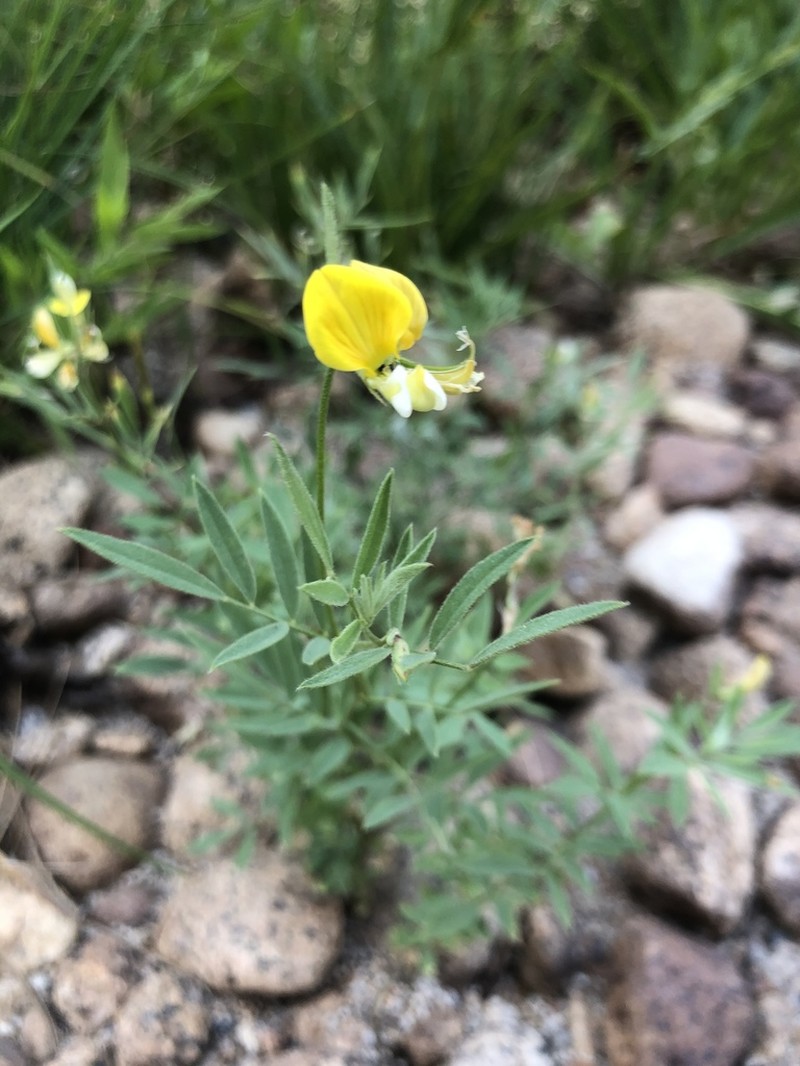 Streambank Bird's-Foot Trefoil
