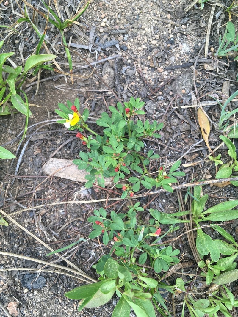Streambank Bird's-Foot Trefoil photo 2