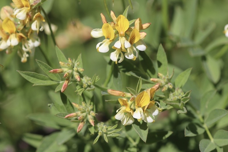 Streambank Bird's-Foot Trefoil photo 3