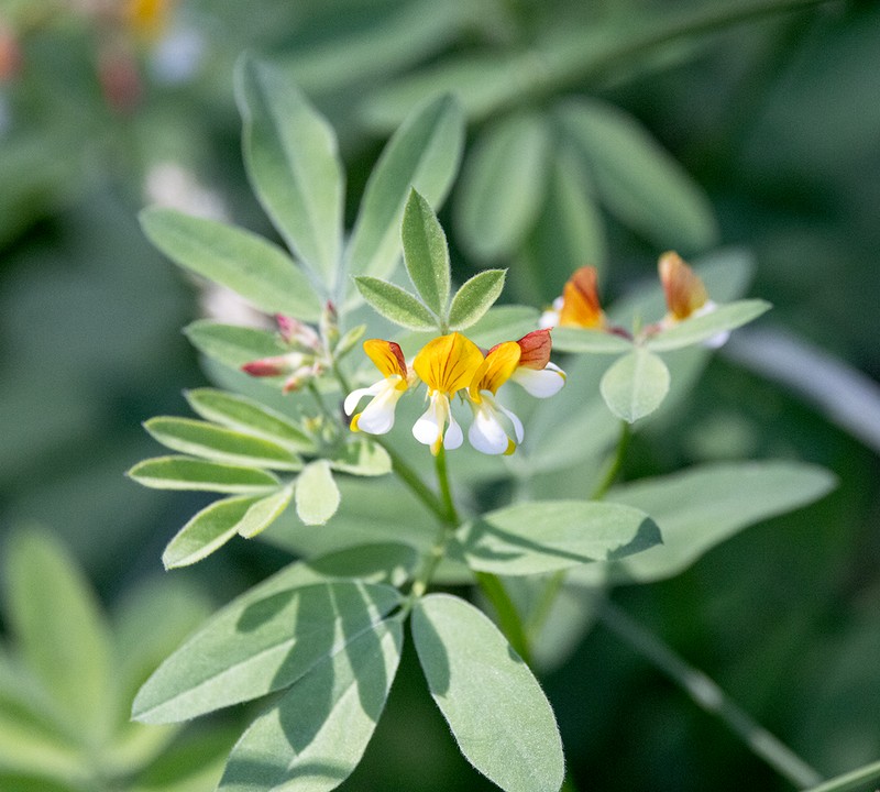 Streambank Bird's-Foot Trefoil photo 4