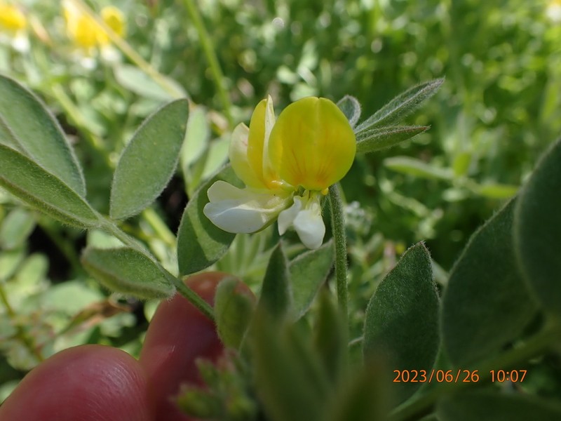 Streambank Bird's-Foot Trefoil photo 5