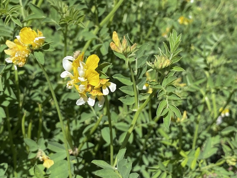 Streambank Bird's-Foot Trefoil photo 6