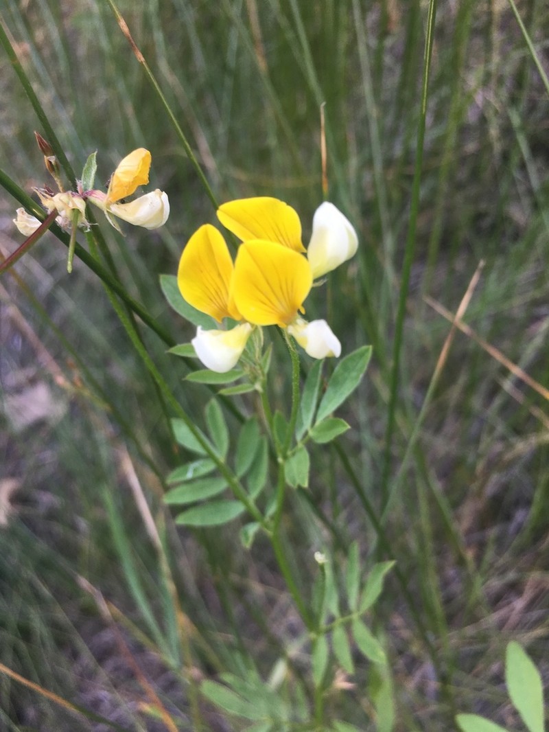 Streambank Bird's-Foot Trefoil photo 7