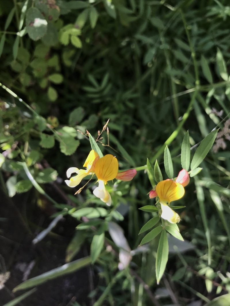 Streambank Bird's-Foot Trefoil photo 8
