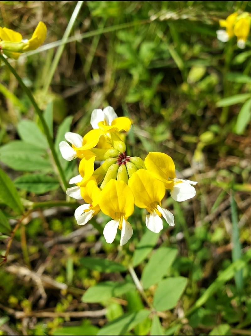 Meadow Bird's-Foot Trefoil