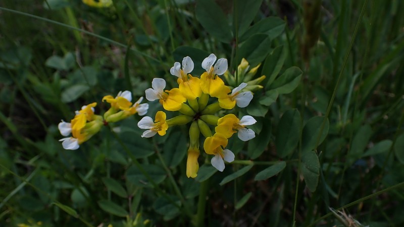 Meadow Bird's-Foot Trefoil photo 2