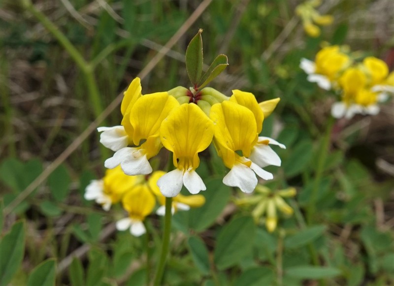 Meadow Bird's-Foot Trefoil photo 3