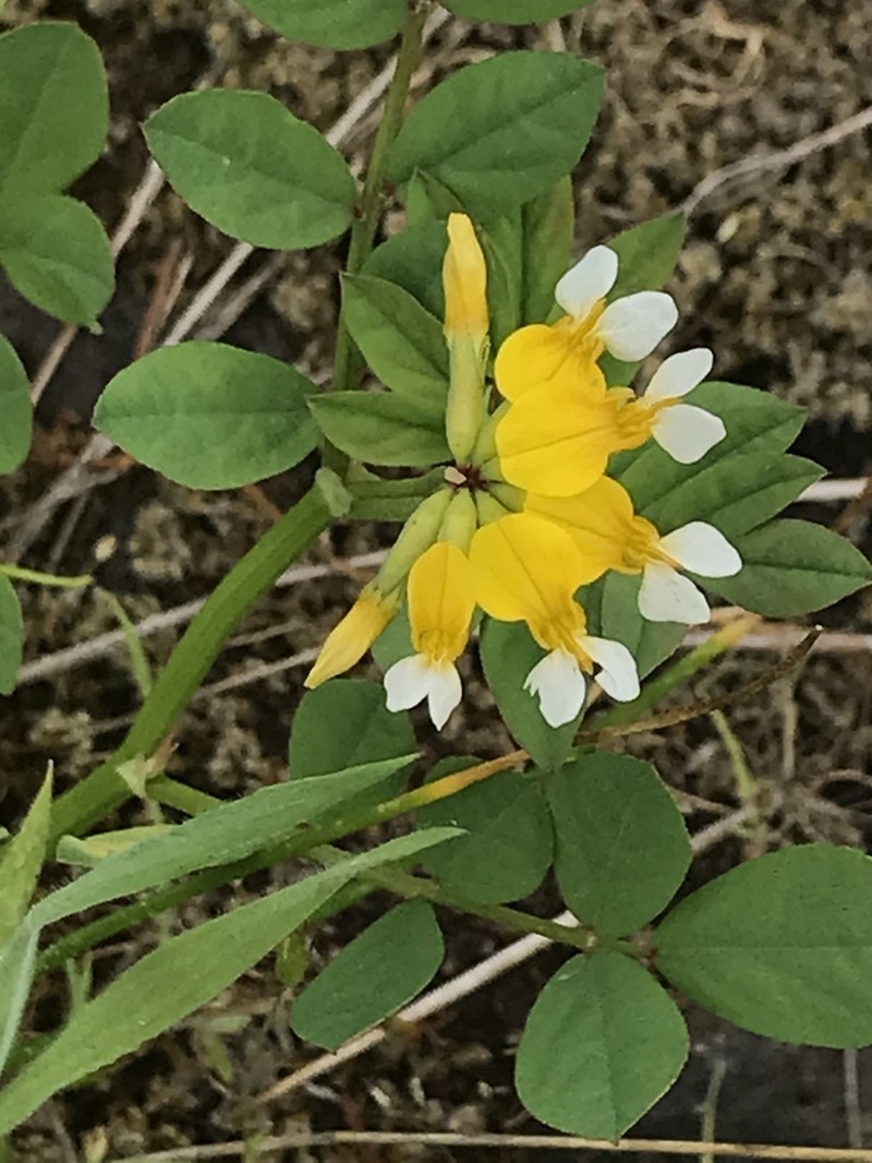 Meadow Bird's-Foot Trefoil photo 4