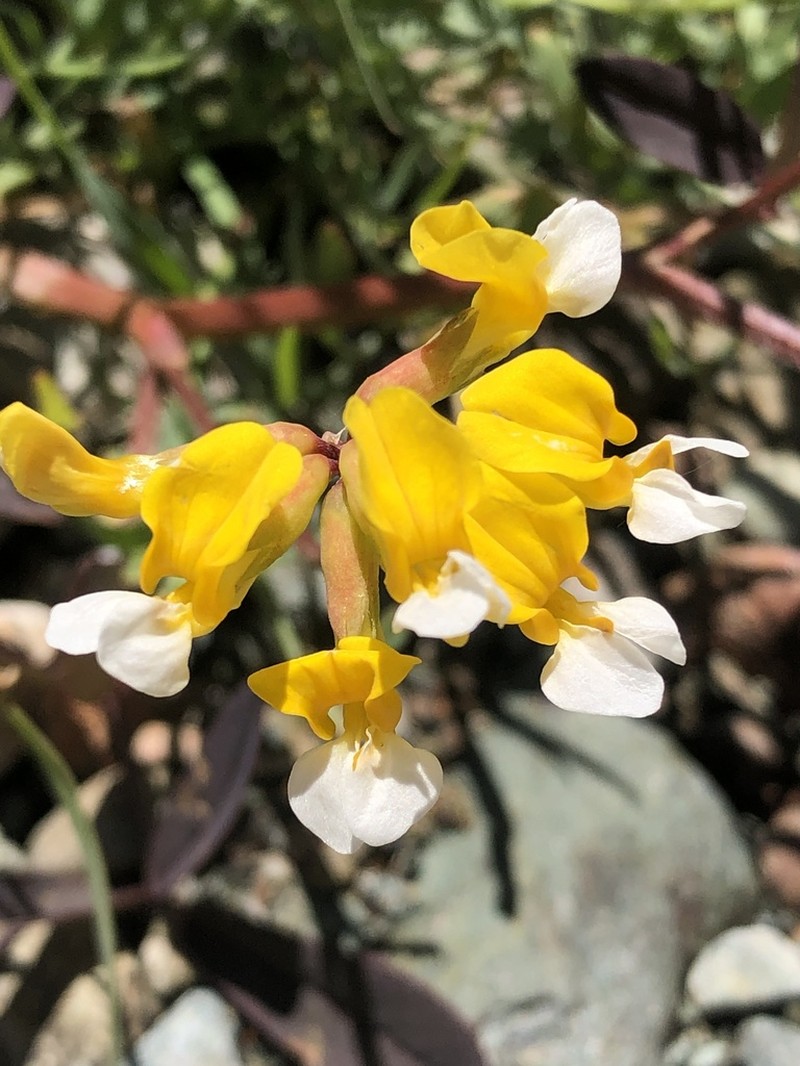 Meadow Bird's-Foot Trefoil photo 5