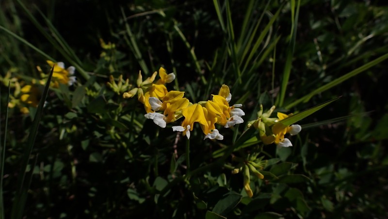 Meadow Bird's-Foot Trefoil photo 6