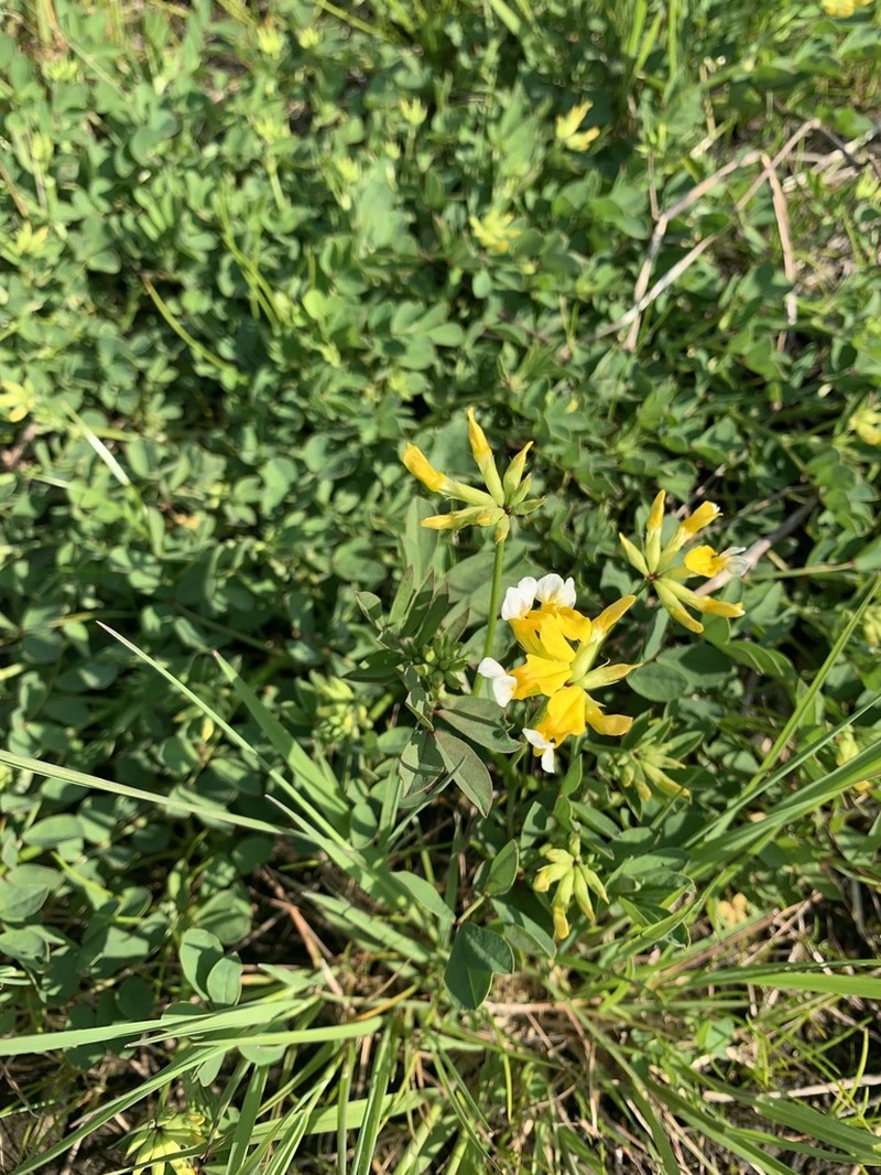 Meadow Bird's-Foot Trefoil photo 7