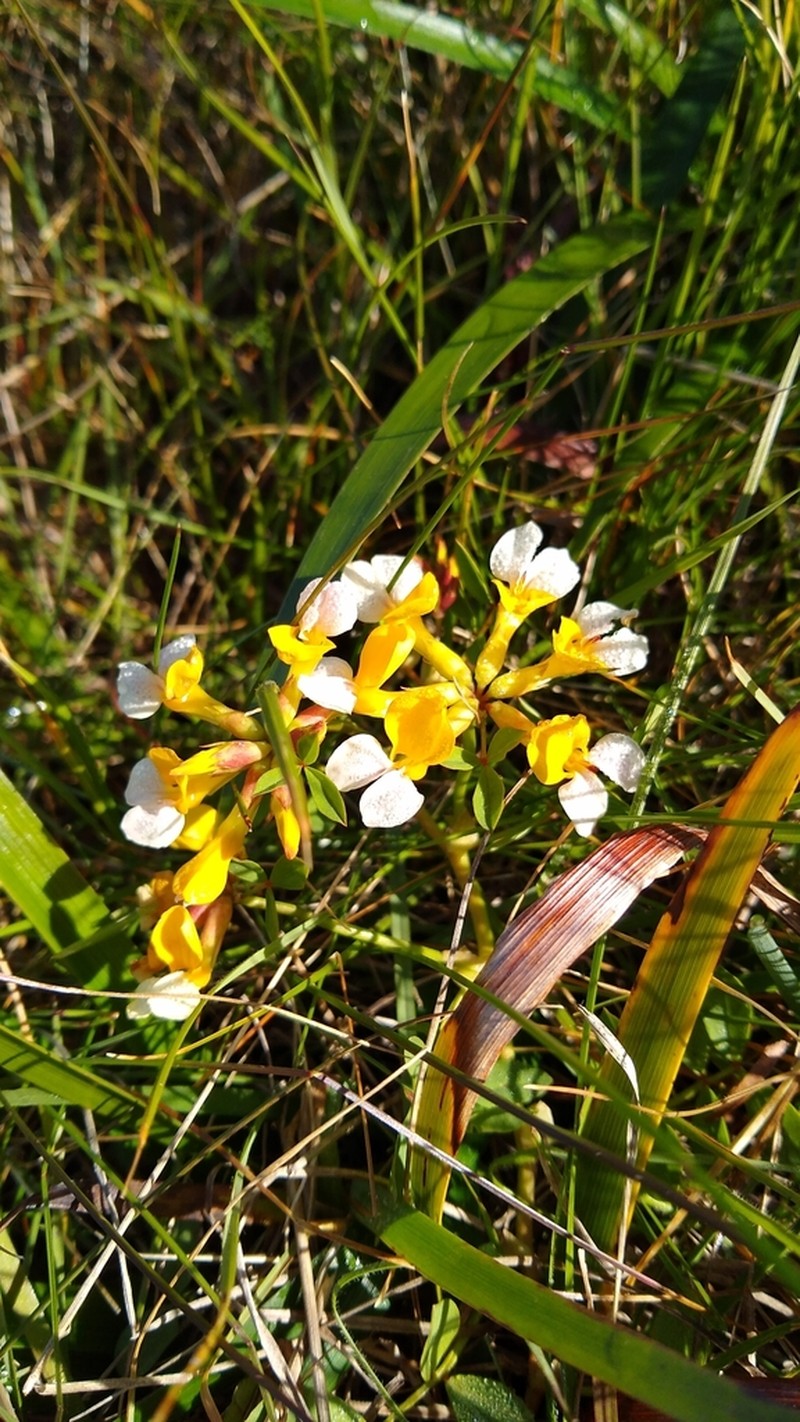 Meadow Bird's-Foot Trefoil photo 8