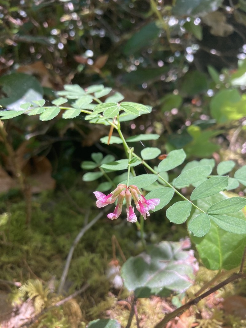 Rosy Bird's-Foot Trefoil
