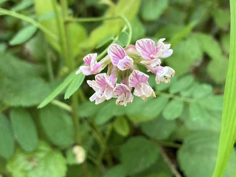 Rosy Bird's-Foot Trefoil photo 2