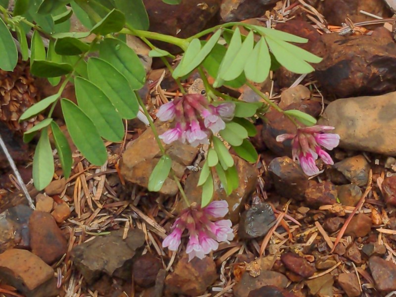 Rosy Bird's-Foot Trefoil photo 3