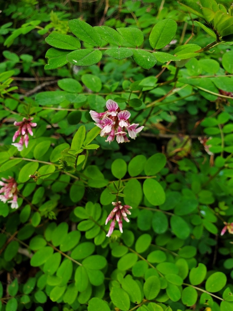 Rosy Bird's-Foot Trefoil photo 4
