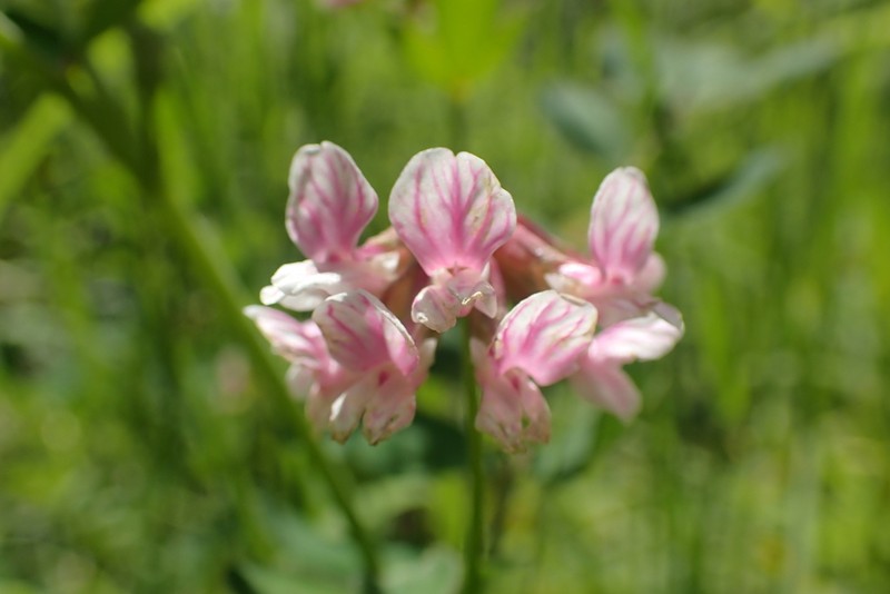 Rosy Bird's-Foot Trefoil photo 6