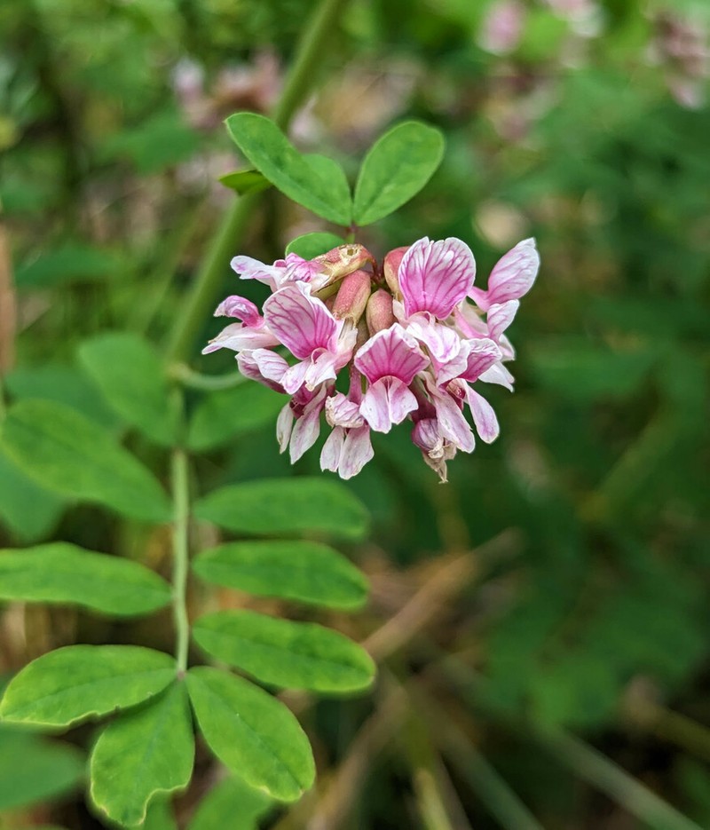 Rosy Bird's-Foot Trefoil photo 7