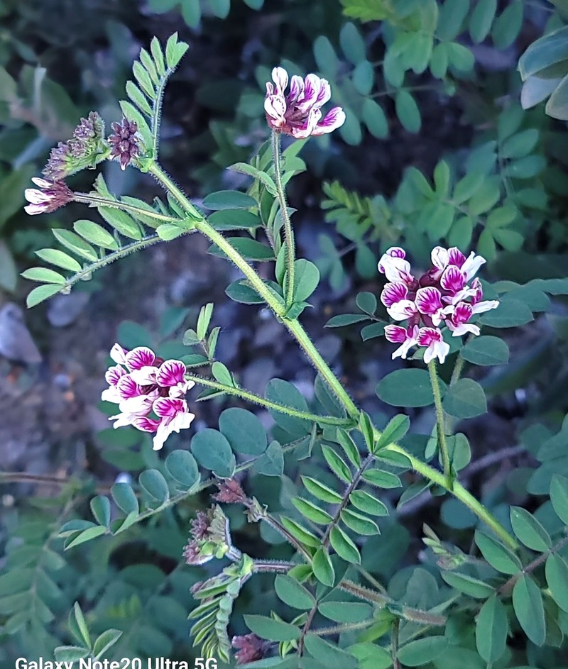 Balsam Bird's-Foot Trefoil photo 2