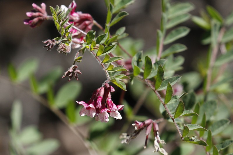 Balsam Bird's-Foot Trefoil photo 4