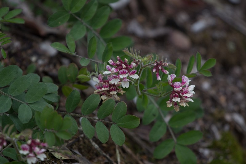 Balsam Bird's-Foot Trefoil photo 7