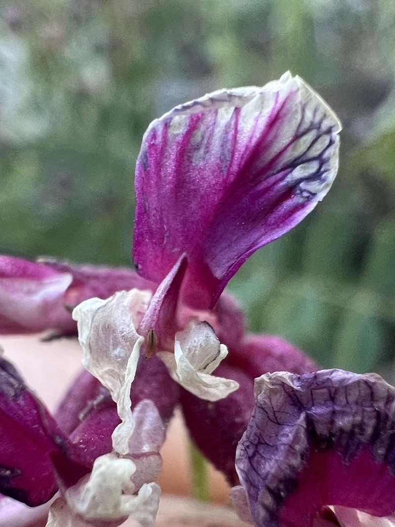 Hosackia stipularis var. ottleyi
