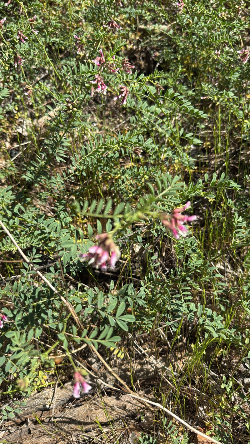 Hosackia stipularis var. ottleyi photo 2