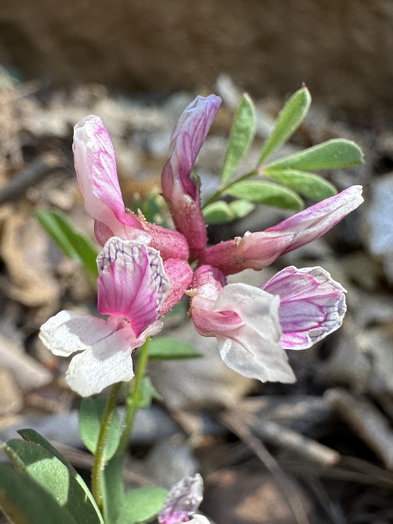Hosackia stipularis var. ottleyi photo 3