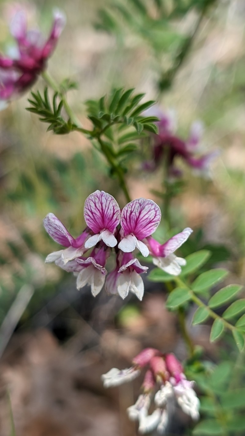 Hosackia stipularis var. ottleyi photo 4