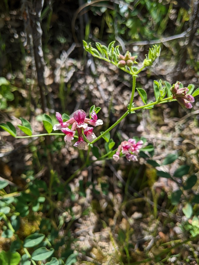 Hosackia stipularis var. ottleyi photo 5